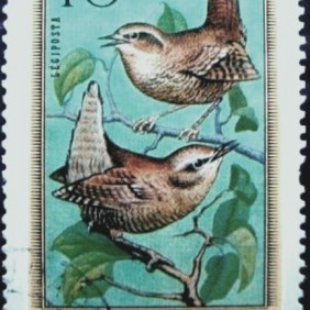 1973 - Eurasian Wren