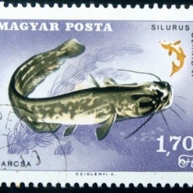 1967 - European Catfish