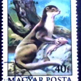 1979 - Eurasian Otter