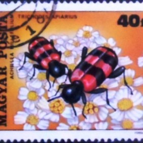 1980 - European Beewolf