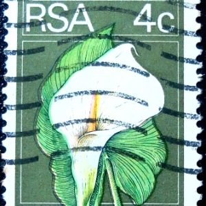 Selo postal da África do Sul de 1974 Calla Lily