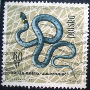 Selo postal comemorativo da Polonia de 1963 European Grass Snake