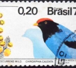 Imagem similar à do selo postal do Brasil de 1973 Acácia e Tangará U