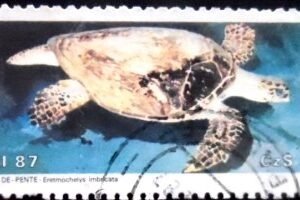 Selo postal do Brasil de 1987 Tartaruga-de-Pente U