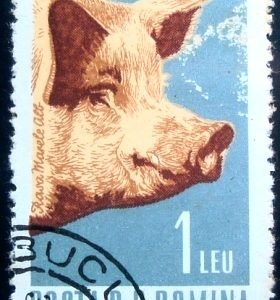 Selo postal da Romênia de 1962 Domestic Pig