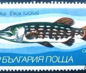 Selo postal da Bulgária de 1983 Northern Pike