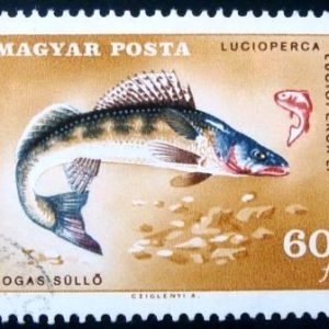 Selo postal da Hungria de 1967 Pike Perch