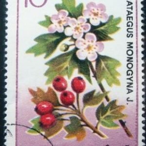 Selo postal da Romênia de 1993 Crataegus monogyna
