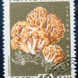 Selo postal da Romênia de 1958 Clavaria aurea