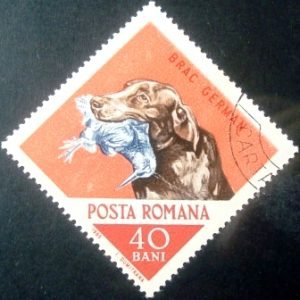 Selo postal da Romênia de 1965 Retriever with eurasian woodcock