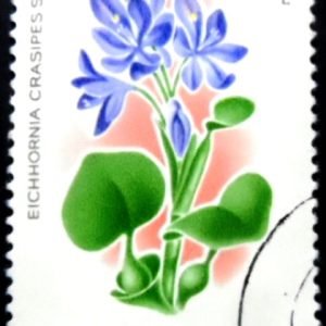 Selo postal da Romênia de 1980 Common Water Hyacinth