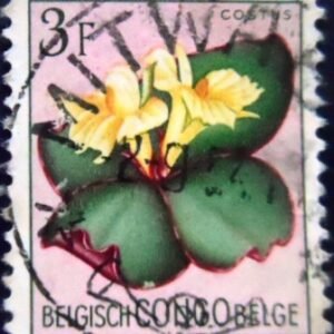 Selo postal do Congo Belga de 1952 Costus spectabilis U