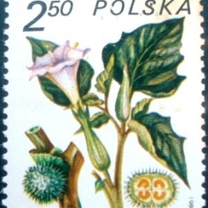 Selo postal da Polônia de 1980 Datura innoxia