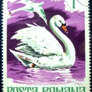 Selo postal da Romênia de 1977 Mute Swan