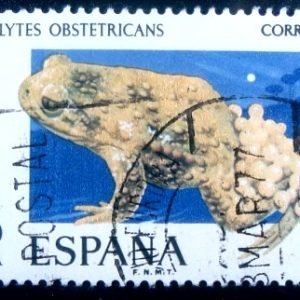 Selo postal da Espanha de 1975 Common Midwife Toad