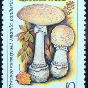 Selo postal da união Soviética de 1986 Death Cap