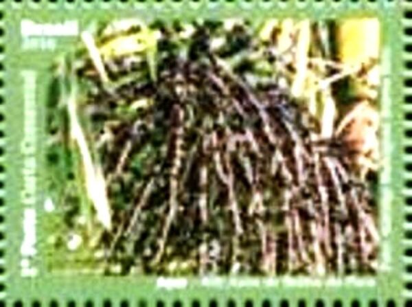 Selo da postal do Brasil de 2016 Açaí M