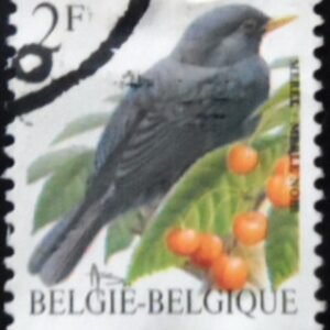 Selo postal da Bélgica de 1992 Common Blackbird u