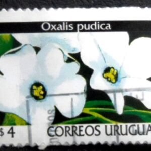 Selo postal do Uruguai de 1999 Oxalis pudica U