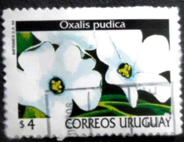 Selo postal do Uruguai de 1999 Oxalis pudica U
