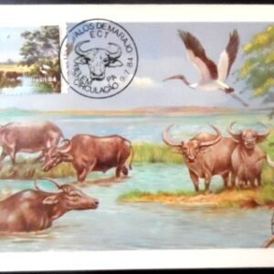 Máximo postal nº 103 de 1984 Búfalo Murrah