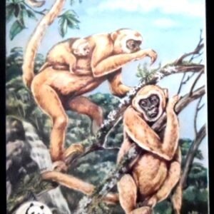 Cartão postal do Brasil de 2017 Centenário do Samba