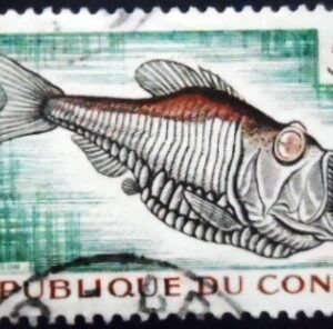 Selo postal do Congo de 1961 Greater Silver Hatchetfish U