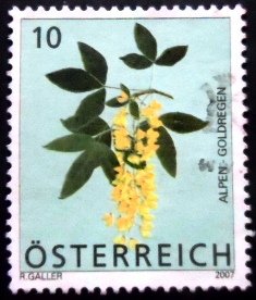 Selo postal da Áustria de 2007 Scotch Laburnum N