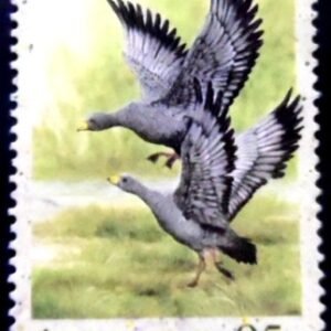 Selo postal da Austrália de 1991 Cape Barren Goose U