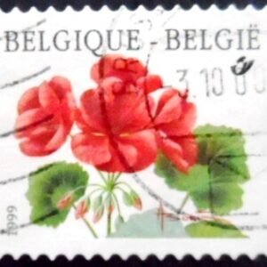 Selo postal da Bélgica de 1999 Pelargonium "Matador" U IA