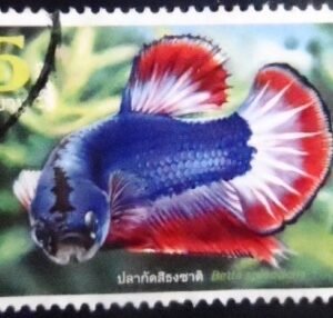 Selo postal da Tailândia de 2020 Fighting Fish U