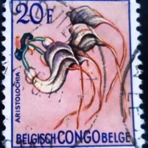 Selo postal do Congo Belga de 1952 Aristolochia congolana U