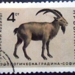 Selo postal da Bulgária de 1966 Siberian Ibex U