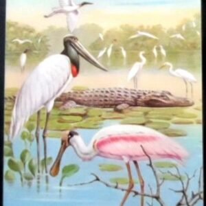 Cartão postal do Brasil de 1984 Jaburu e Jacaré