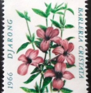 Philippine Violet (Barleria cristata)