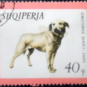 Selo postal da Albânia de 1966 Istrian Shorthaired Hound NCC