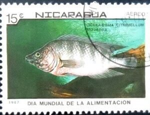 Selo postal da Nicaragua de 1987 Midas Cichlid MCC