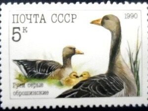 Selo postal da União Soviética de 1990 Greylag Goose M