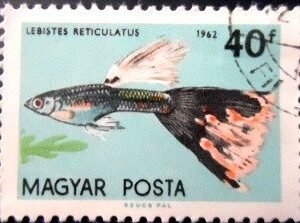 Selo postal da Hungria de 1962 Guppy NCC A
