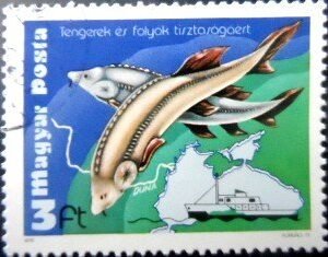 Selo postal da Hungria de 1979 Beluga Sturgeon NCC A