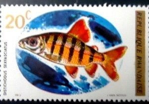 Selo postal da Ruanda de 1973 Six-banded Distichodu M A