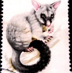 Selo postal da Austrália de 1974 Common Brushtail Possum U