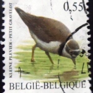 Selo postal da Bélgica de 2004 Little Ringed Plover U