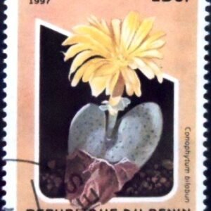 Selo postal do Benin de 1997 Conophytum bilobun NCC