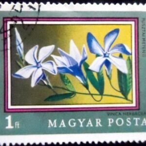 Herbaceous Periwinkle (Vinca herbacea) NCC