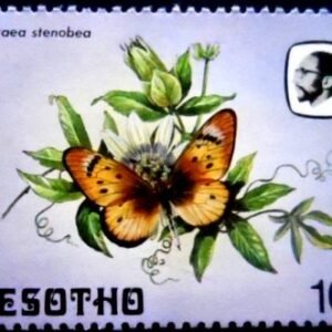 Selo postal do Lesotho de 1984 Suffused Acraea M