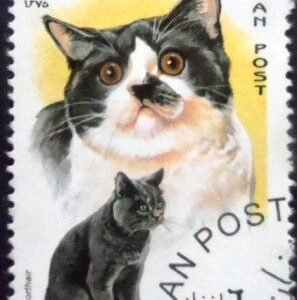 Selo postal do Afeganistão de 1996 British Shorthair NCC