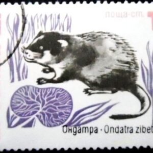 Selo postal da Bulgária de 1973 Muskrat MCC