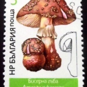 Selo postal da Bulgária de 1987 Amanita rubescens MCC