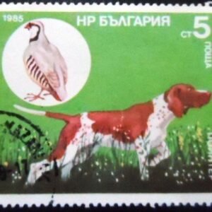 Selo postal da Bulgária de 1985 Pointer Chukar Partridge U